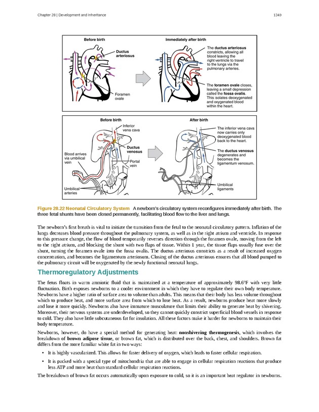 Anatomy & Physiology - 