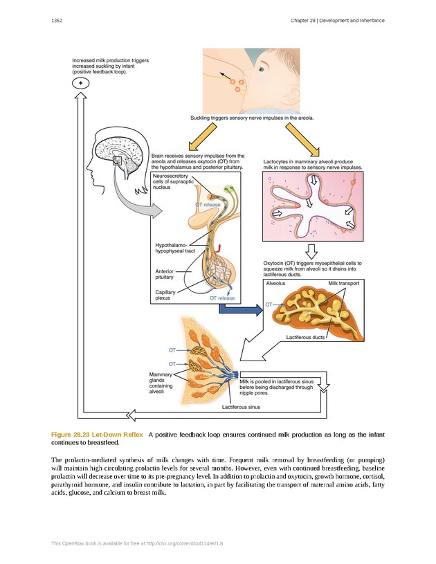Anatomy & Physiology - 