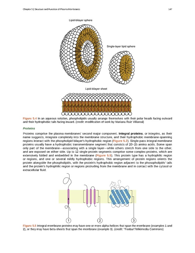 Biology - Front Matter 158