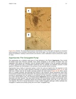 MISSING THUMBNAIL
