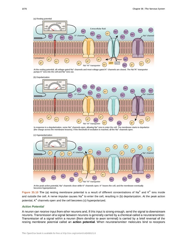 Biology - New Page