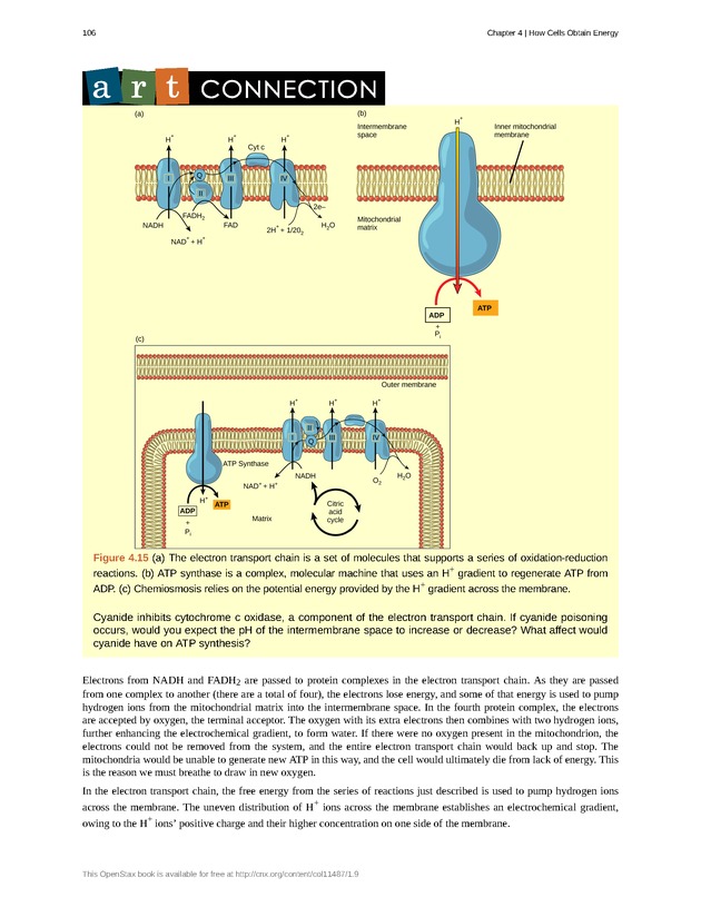 Concepts of Biology (non-majors) - Page 102