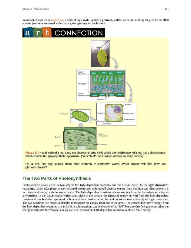 Concepts of Biology (non-majors) - Page 117