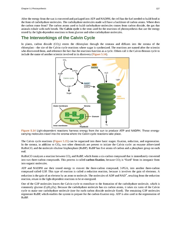 Concepts of Biology (non-majors) - Page 123