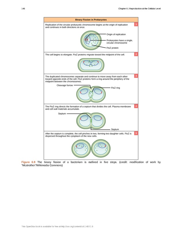 Concepts of Biology (non-majors) - Page 142