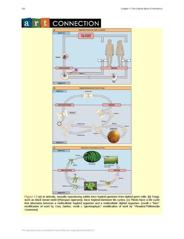 Concepts of Biology (non-majors) - Page 152