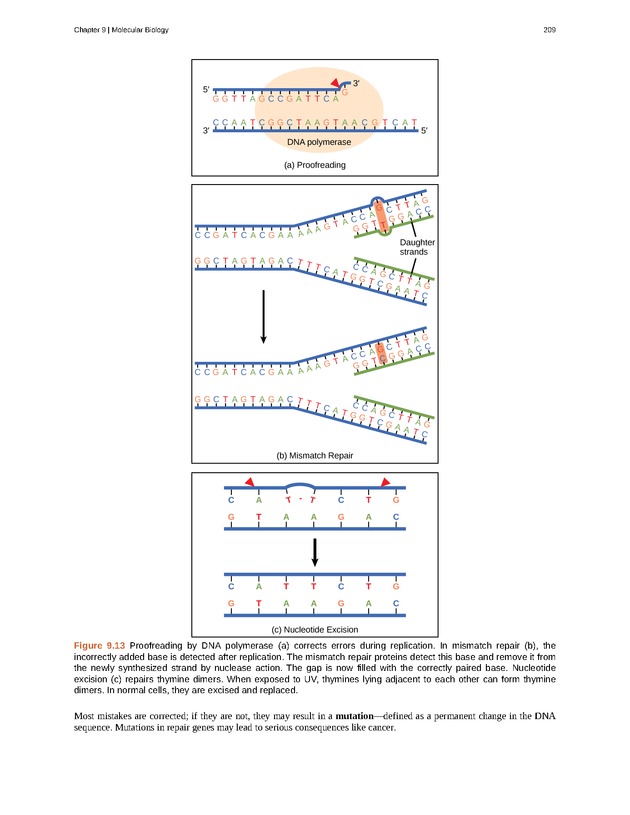 Concepts of Biology (non-majors) - Page 205