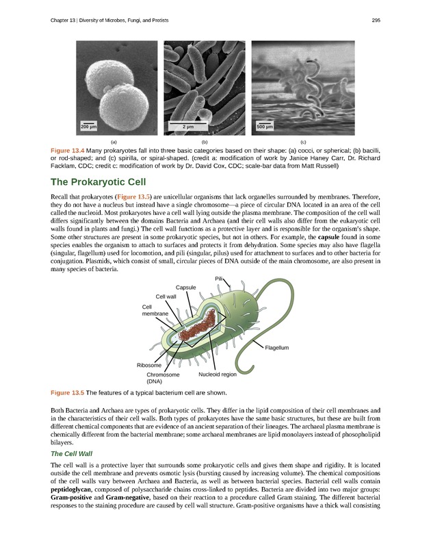 Concepts of Biology (non-majors) - Page 291