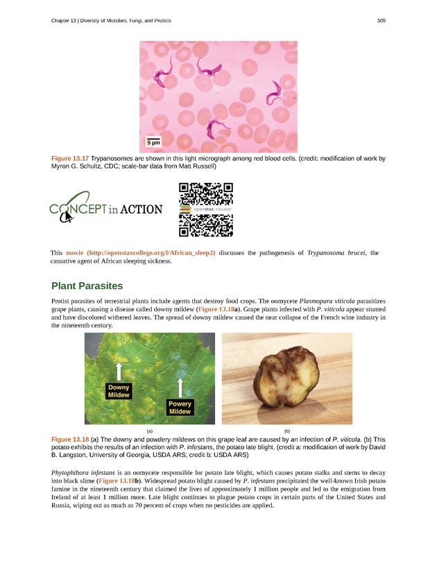 Concepts of Biology (non-majors) - Page 305