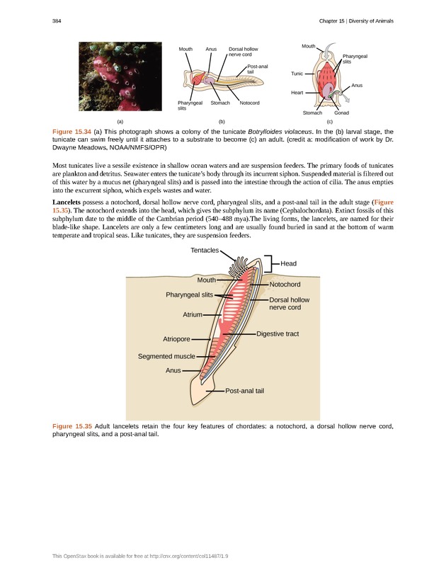 Concepts of Biology (non-majors) - Page 380