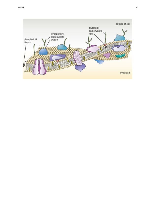 Microbiology - Front Matter 19