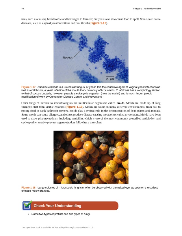 Microbiology - Front Matter 44