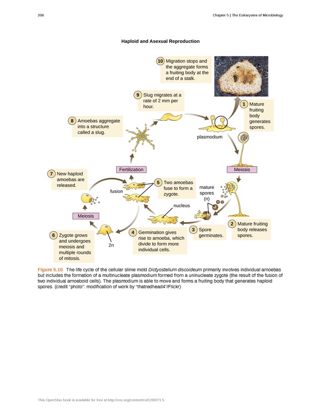 Microbiology - Front Matter 216