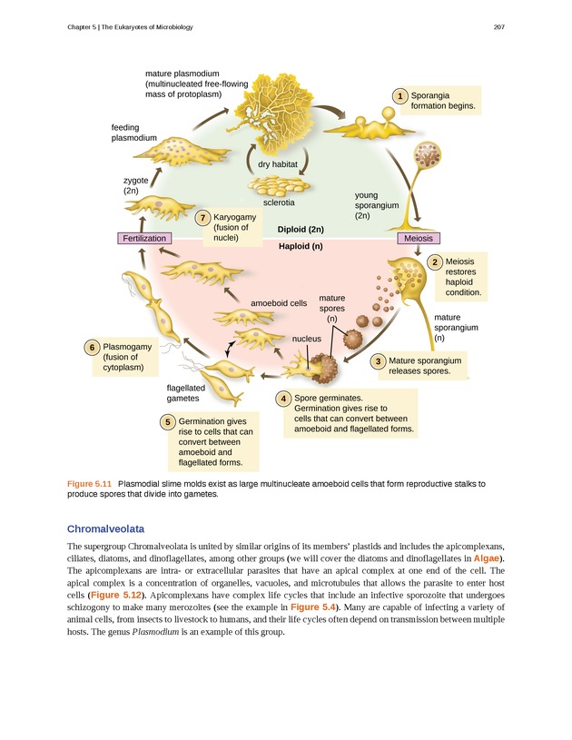 Microbiology - Front Matter 217
