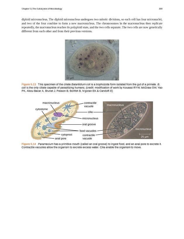 Microbiology - Front Matter 219