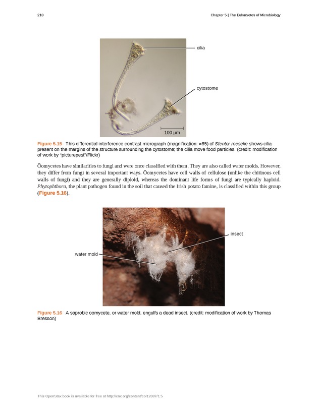 Microbiology - Front Matter 220