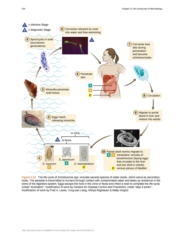 Microbiology - Front Matter 228