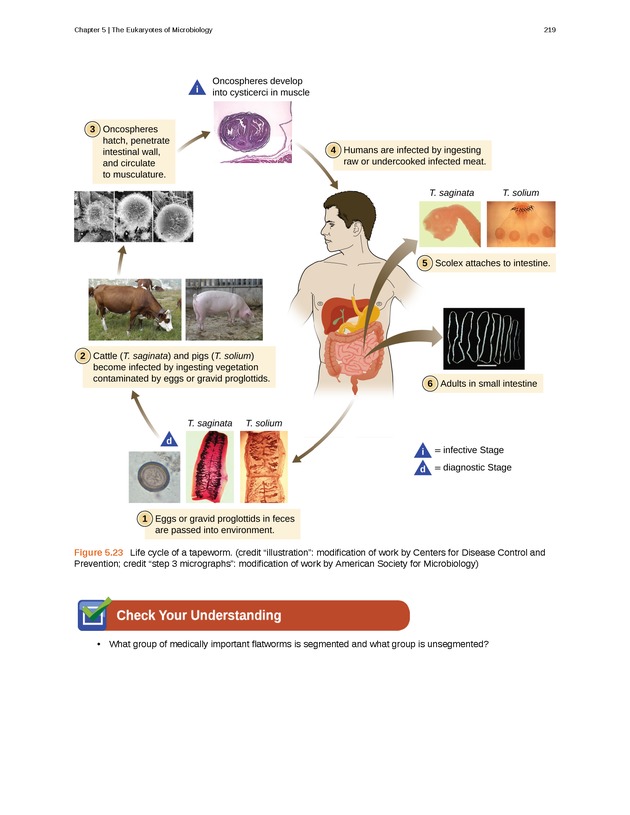 Microbiology - Front Matter 229