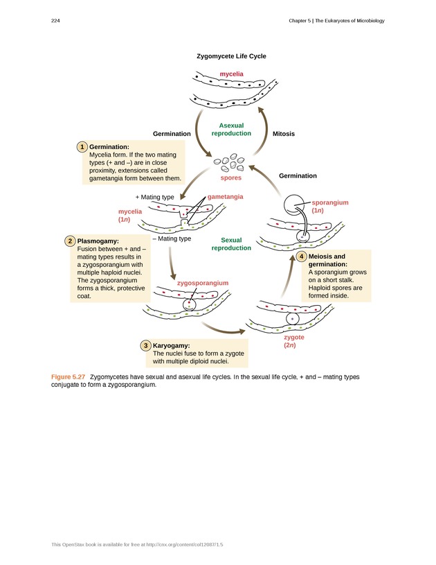 Microbiology - Front Matter 234