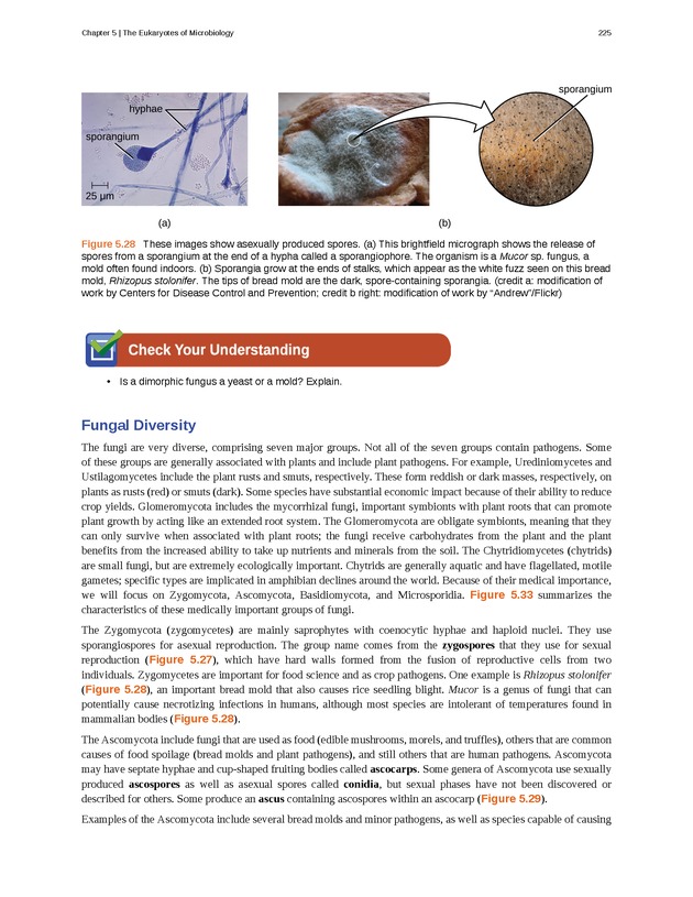 Microbiology - Front Matter 235