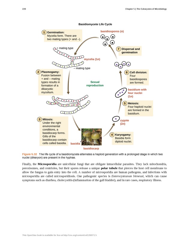 Microbiology - Front Matter 238