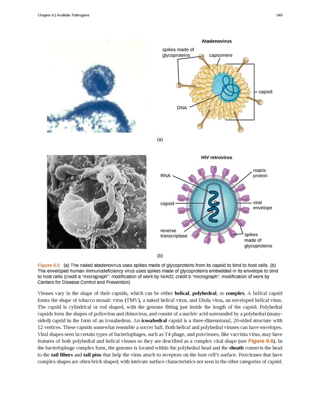 Microbiology - Front Matter 259
