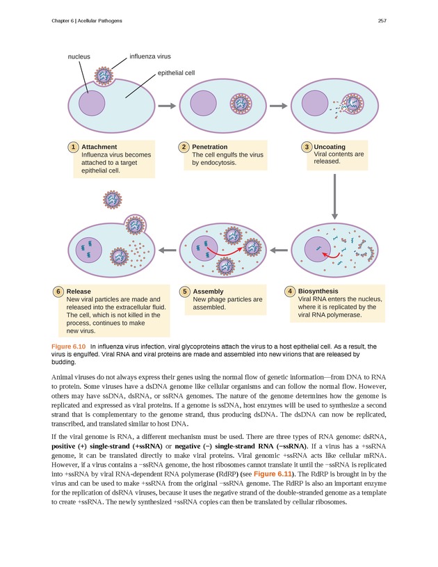 Microbiology - Front Matter 267