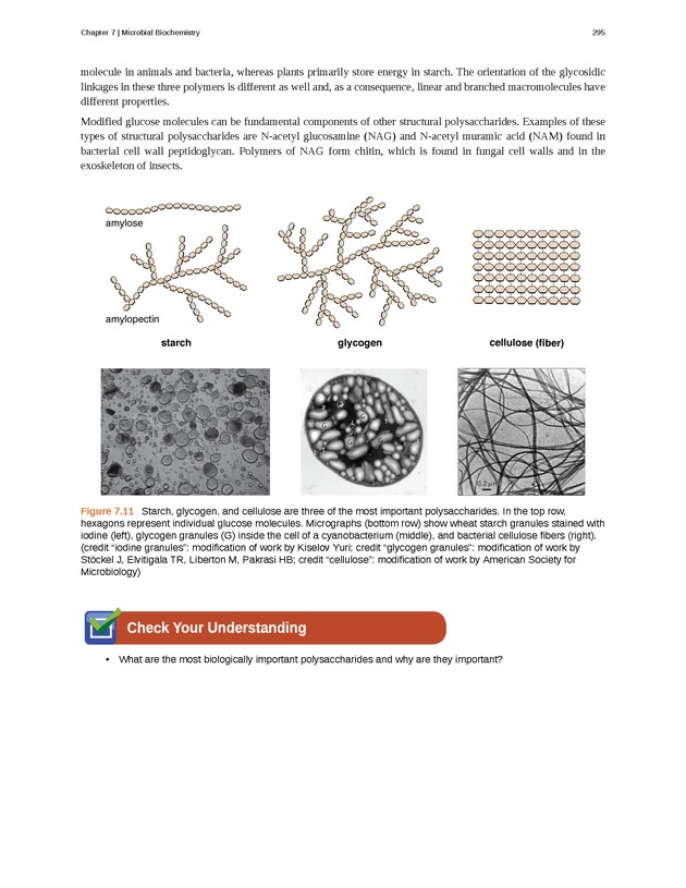 Microbiology - Front Matter 305