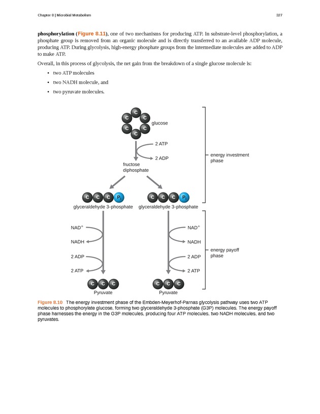Microbiology - Front Matter 337