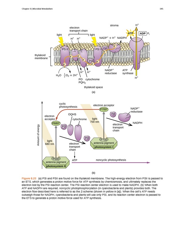 Microbiology - Front Matter 355