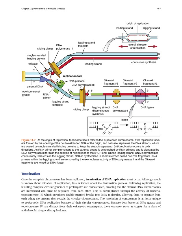 Microbiology - Front Matter 463