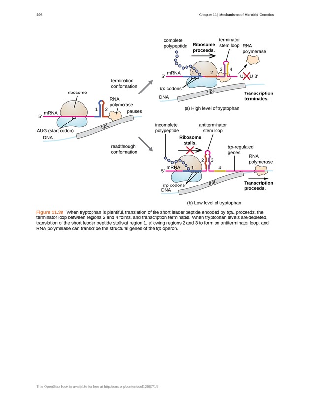 Microbiology - Front Matter 506