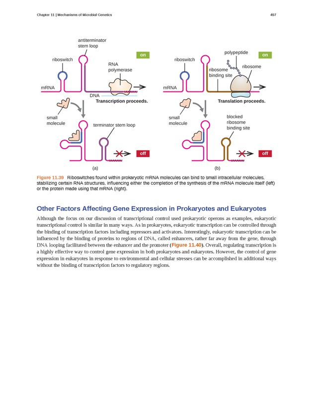 Microbiology - Front Matter 507