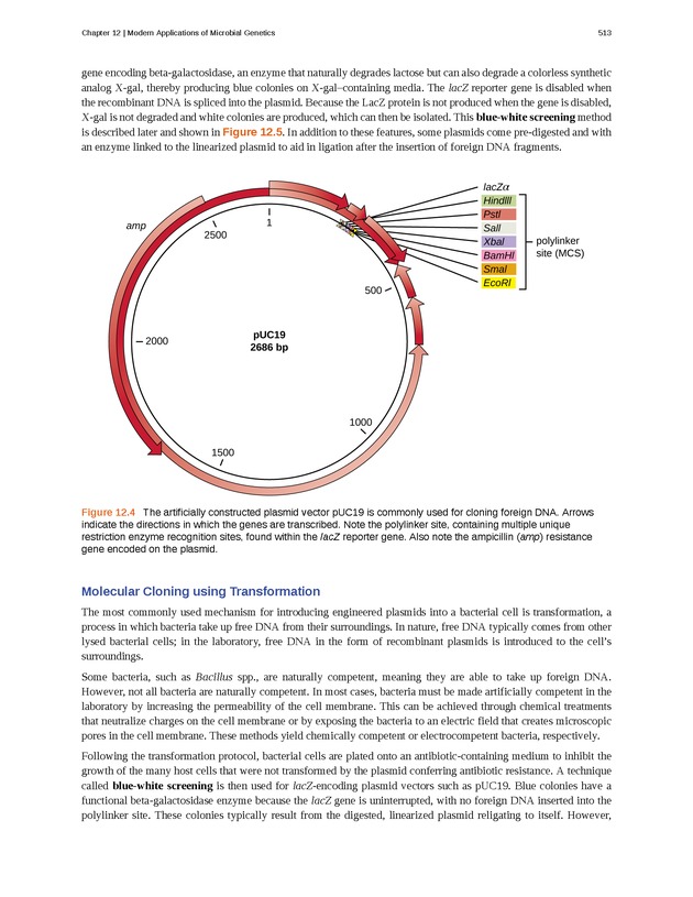 Microbiology - Front Matter 523