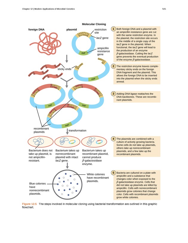 Microbiology - Front Matter 525