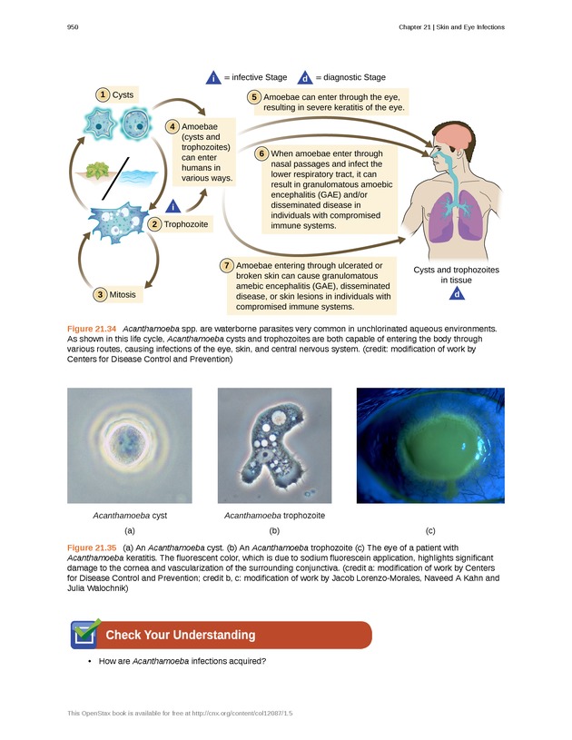 Microbiology - Front Matter 960