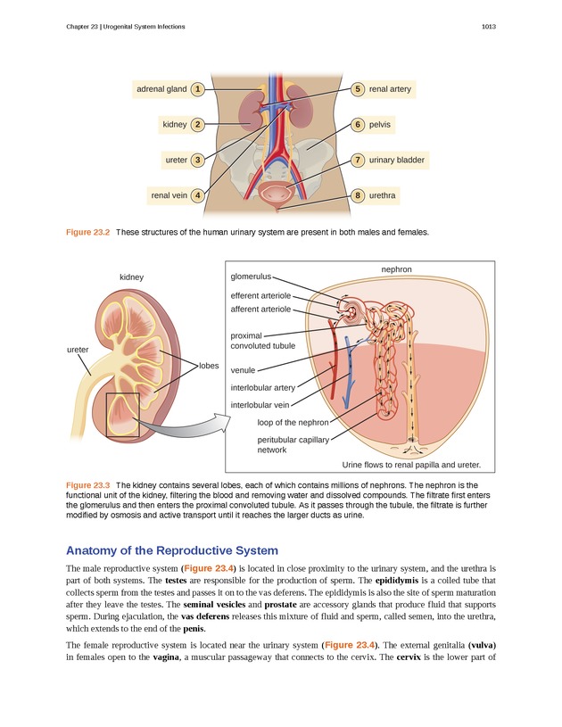Microbiology - 