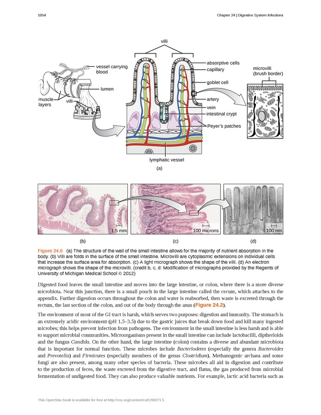 Microbiology - 
