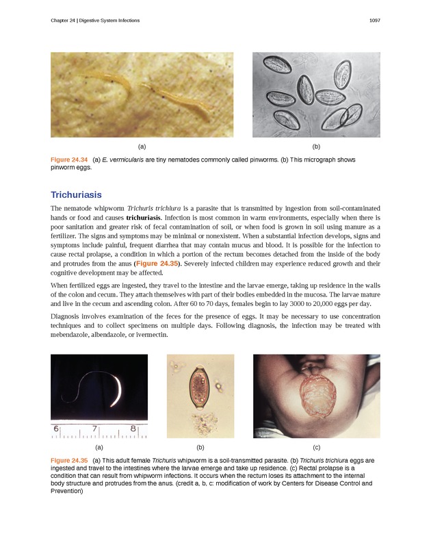 Microbiology - 