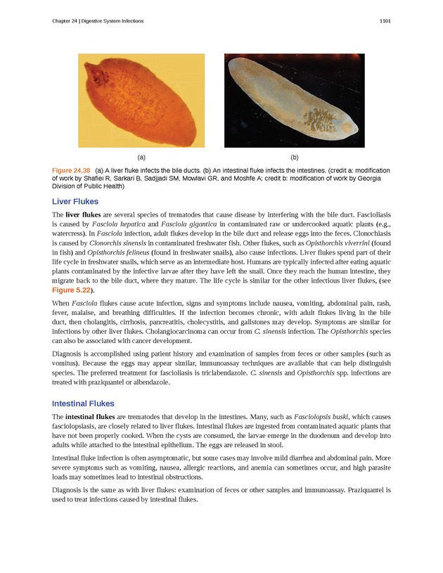 Microbiology - 