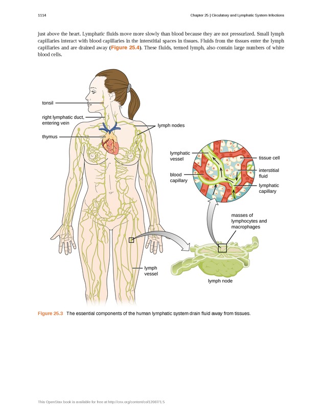 Microbiology - 