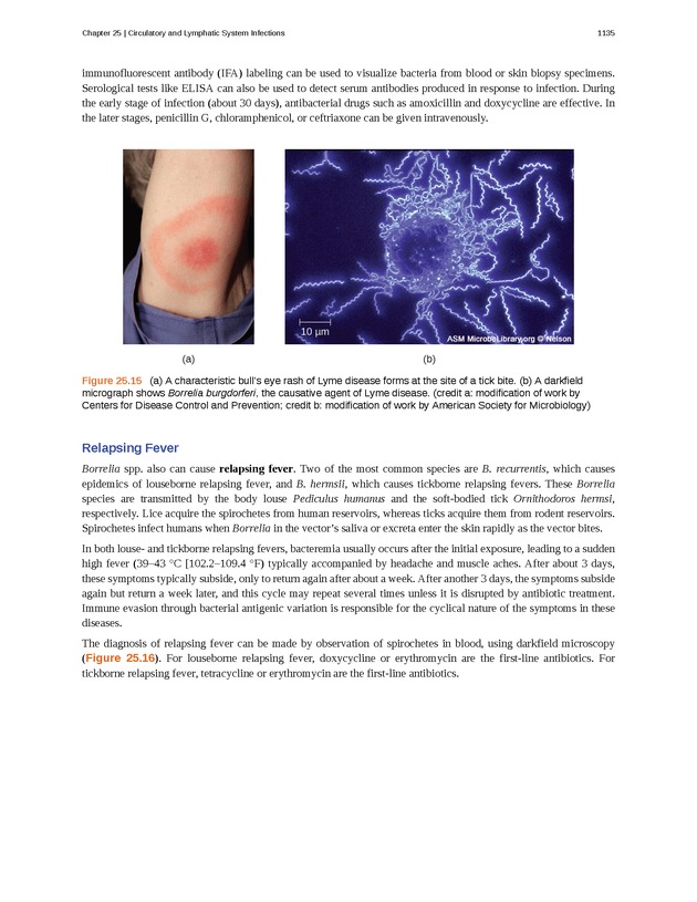Microbiology - 