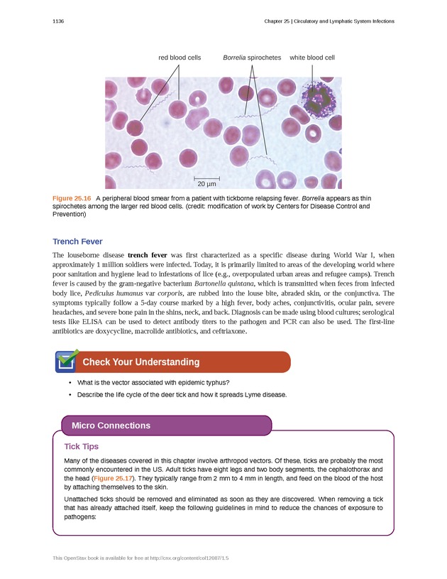Microbiology - 