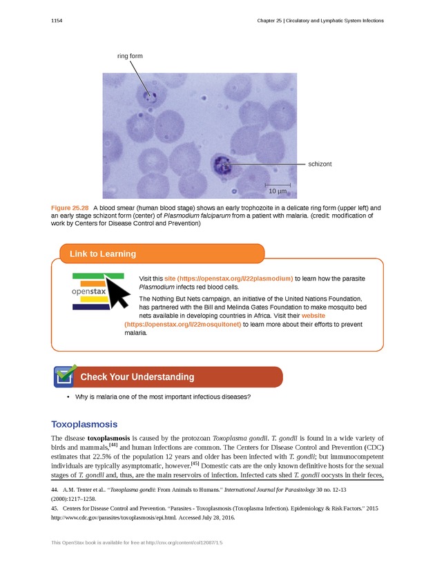 Microbiology - 