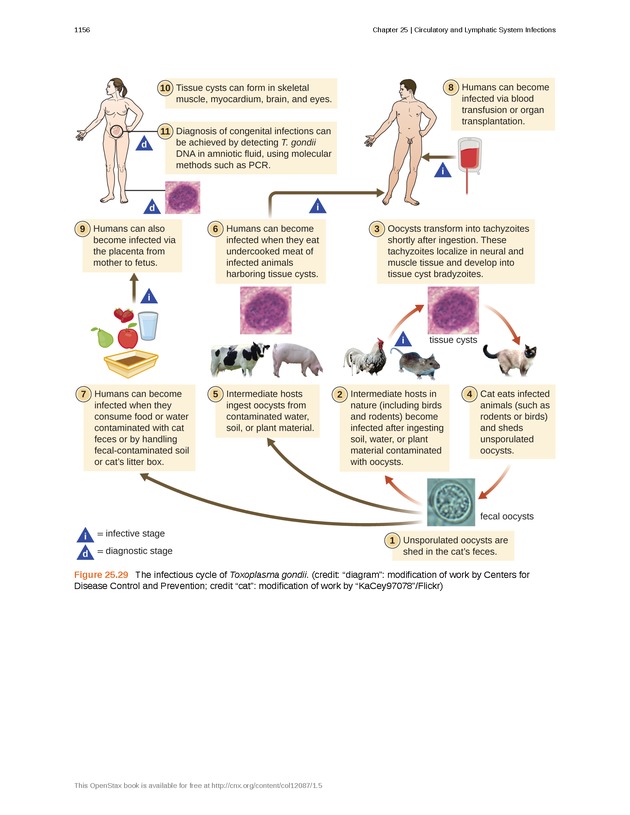 Microbiology - 