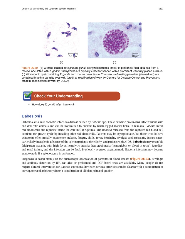 Microbiology - 