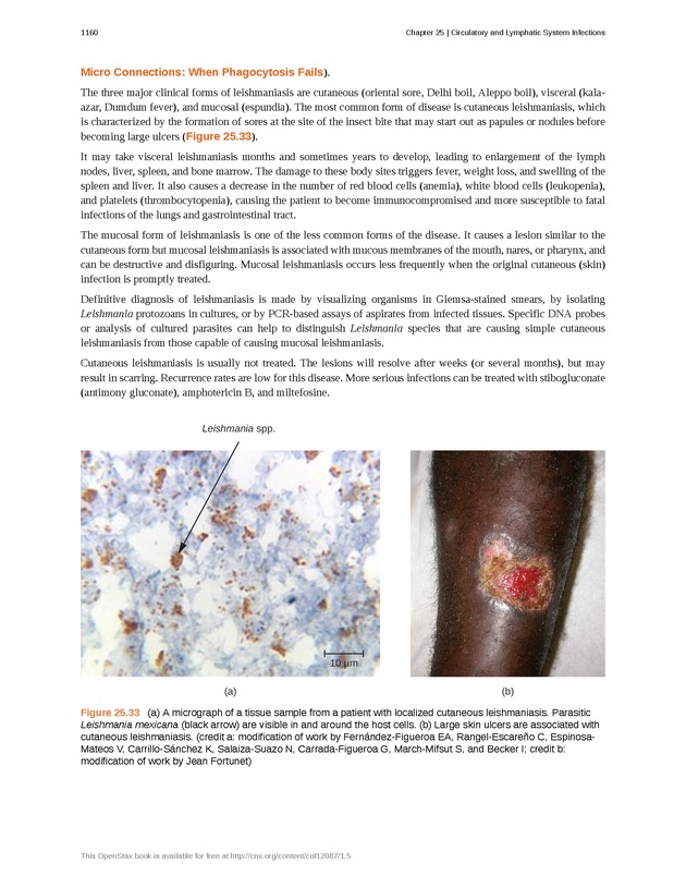 Microbiology - 