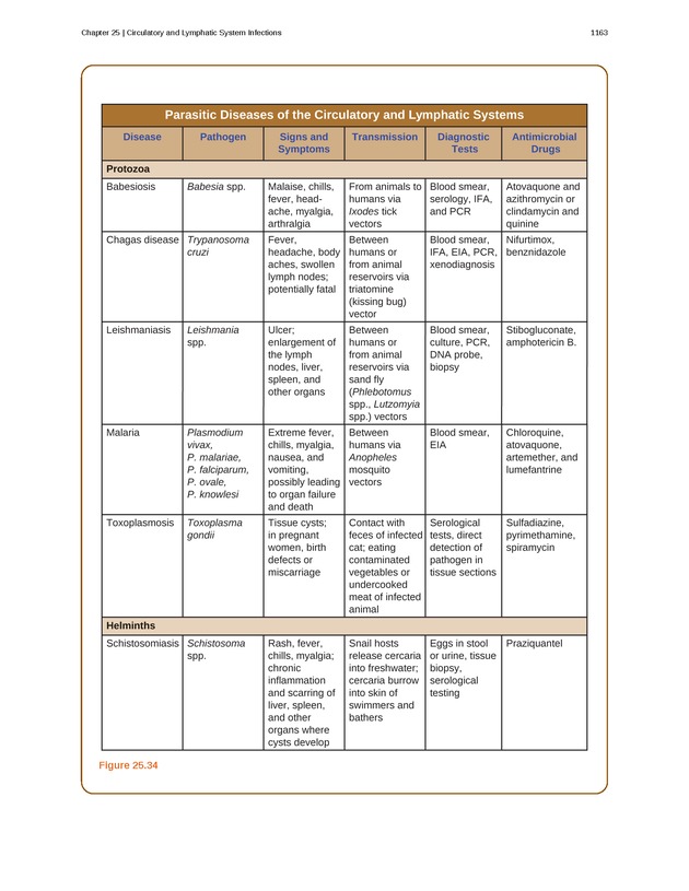Microbiology - 