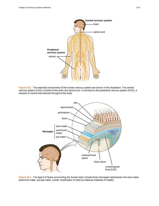 Microbiology - 