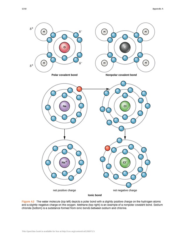 Microbiology - 